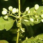 Chiococca belizensis fruit picture by Nelson Zamora Villalobos (cc-by-nc)