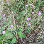 Geranium molle habit picture by Theo Theo Roche (cc-by-sa)