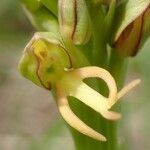 Orchis anthropophora fruit picture by Yoan MARTIN (cc-by-sa)