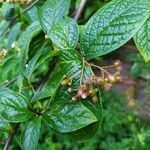 Cotoneaster bullatus flower picture by Wiebke Logemann (cc-by-sa)