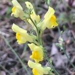 Linaria caesia flower picture by Diego Alex (cc-by-sa)