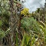 Epidendrum zipaquiranum habit picture by Gabriel Ollivier (cc-by-sa)