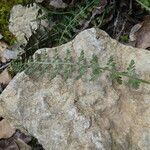 Asplenium fontanum leaf picture by Llandrich anna (cc-by-sa)