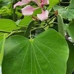 Bauhinia monandra leaf picture by Arvind Kulkarni (cc-by-sa)