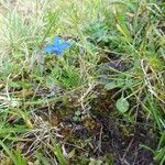 Gentiana pumila habit picture by Michael Andresek (cc-by-sa)