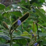 Calopogonium mucunoides flower picture by claire Felloni (cc-by-sa)