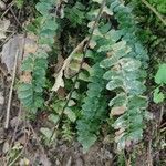 Asplenium platyneuron leaf picture by Scott Nottmeier (cc-by-sa)