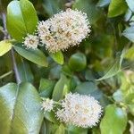 Maclura pomifera flower picture by Dan Maxwell (cc-by-sa)