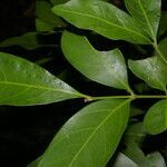 Euphorbia schlechtendalii leaf picture by Nelson Zamora Villalobos (cc-by-nc)