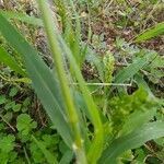 Milium effusum leaf picture by claude (cc-by-sa)