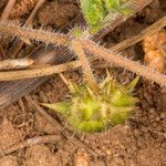 Tribulus terrestris fruit picture by Martin Bishop (cc-by-sa)