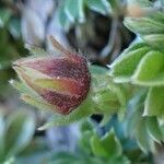 Potentilla nitida fruit picture by Yoan MARTIN (cc-by-sa)