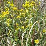 Bidens laevis habit picture by Trap Hers (cc-by-sa)