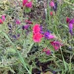 Echium creticum habit picture by Collados Ana (cc-by-sa)