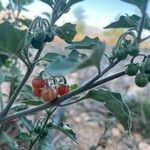 Solanum villosum fruit picture by jaume sirerol (cc-by-sa)