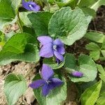 Viola sororia flower picture by Foreman Rebecca (cc-by-sa)