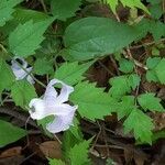 Clematis crispa flower picture by Maria Everett (cc-by-sa)