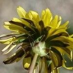 Taraxacum rubicundum flower picture by Alain Lagrave (cc-by-sa)