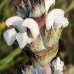 Salvia aethiopis flower picture by Santos Jesus (cc-by-sa)