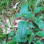 Prunella vulgaris leaf picture by Christophe Maheu (cc-by-sa)