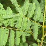 Piptadenia flava leaf picture by Nelson Zamora Villalobos (cc-by-nc)