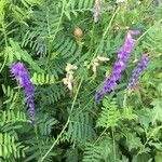 Vicia villosa flower picture by Thomas et Agnes Denicourt (cc-by-sa)