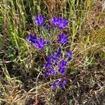 Triteleia laxa flower picture by Jeff Harris (cc-by-sa)