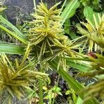 Cyperus strigosus flower picture by Adam Van Straten (cc-by-sa)