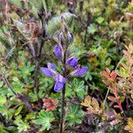 Lupinus colombiensis flower picture by Fabien Anthelme (cc-by-sa)