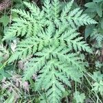 Chaerophyllum villarsii leaf picture by xavier delavallade (cc-by-sa)