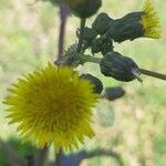 Sonchus asper flower picture by Thierry LE COM (cc-by-sa)