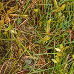 Cyperus flavescens habit picture by Martin Bishop (cc-by-sa)