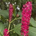 Phytolacca acinosa flower picture by Rolf Steinbach (cc-by-sa)