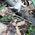 Erythronium albidum leaf picture by Tania Horne (cc-by-sa)