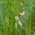 Vicia ervilia flower picture by Mehmet Basbag (cc-by-sa)