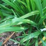 Allium pendulinum leaf picture by Anne-laure Bauduin (cc-by-sa)