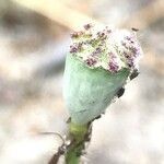 Papaver dubium fruit picture by Patrick Flament (cc-by-sa)