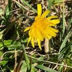 Taraxacum palustre flower picture by Reinhold Eberhardt (cc-by-sa)