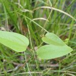 Smilax walteri habit picture by Maarten Vanhove (cc-by-sa)