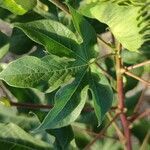 Gossypium herbaceum leaf picture by Greco Andrea (cc-by-sa)