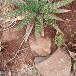 Aloe lateritia leaf picture by susan brown (cc-by-sa)