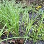 Carex stricta habit picture by Ariane Lalande (cc-by-sa)