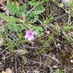 Erodium botrys flower picture by Rädisch Helmer (cc-by-sa)