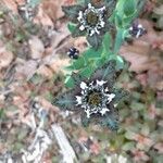 Ferraria crispa flower picture by cassie ward (cc-by-sa)