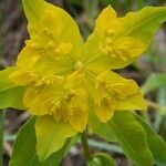 Euphorbia verrucosa flower picture by bosnia bushcraft (cc-by-sa)