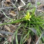 Gagea villosa habit picture by Michael Andresek (cc-by-sa)