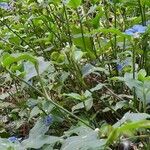 Commelina erecta habit picture by Trap Hers (cc-by-sa)