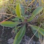 Solidago missouriensis leaf picture by Kenny Oppon (cc-by-sa)