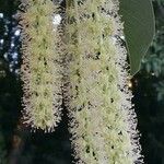 Anredera cordifolia flower picture by ortega xavier (cc-by-sa)