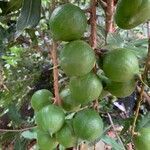 Macadamia integrifolia fruit picture by george & Nic (cc-by-sa)